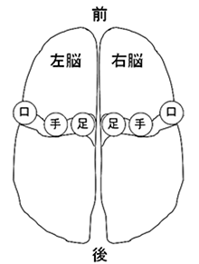 [イラスト] 運動系のヘアバンド（足・手・口）の位置