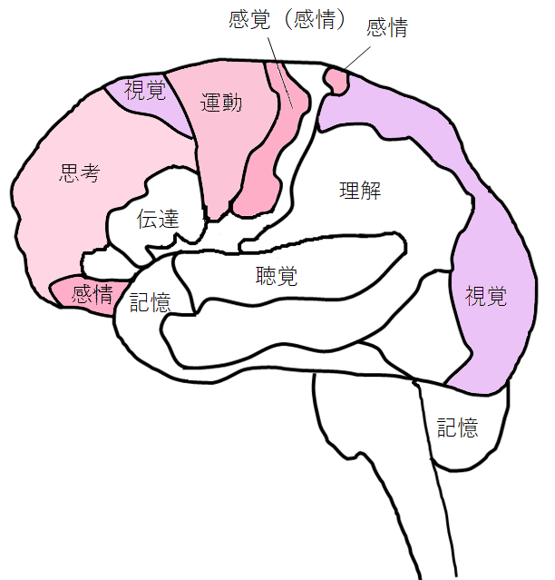 [イラスト] 8つの脳番地：運動系・感情系（感覚系）・思考系・視覚系