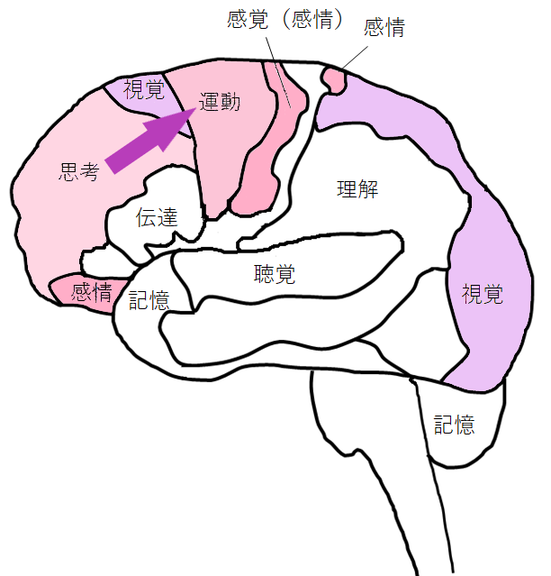 [イラスト] 思考系脳番地が発達すると、「意欲」や「集中力」がアップする！