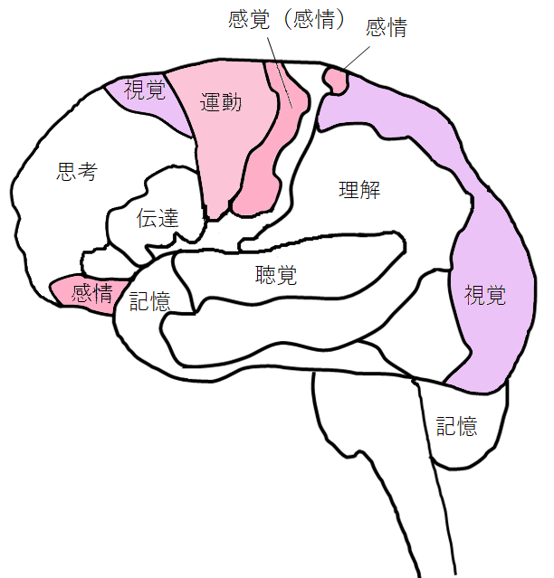 [イラスト] 8つの脳番地：運動系・感情系（感覚系）・視覚系