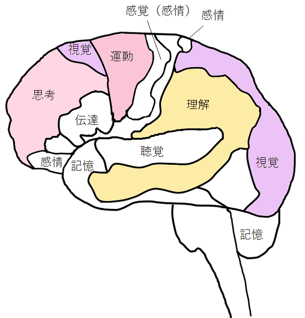 [イラスト] 8つの脳番地：運動系・思考系・理解系・視覚系