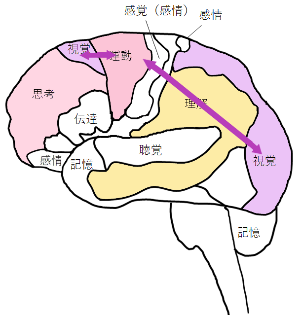[イラスト] ボール遊びやお手玉は「視覚系脳番地」も強化