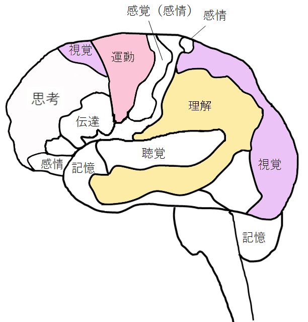 [イラスト] 8つの脳番地：運動系・理解系・視覚系