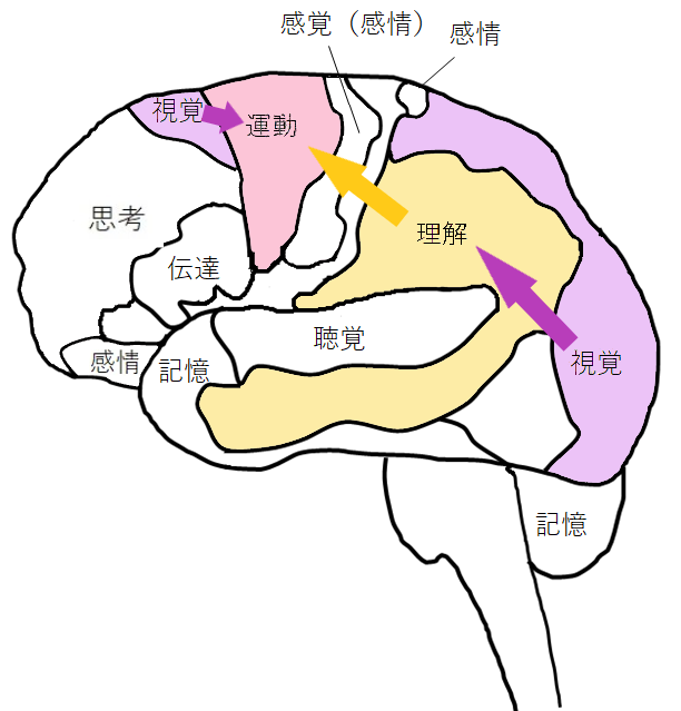 [イラスト] 昔ながらの「ほうきでの掃除」が、より多くの脳番地を鍛えてくれる