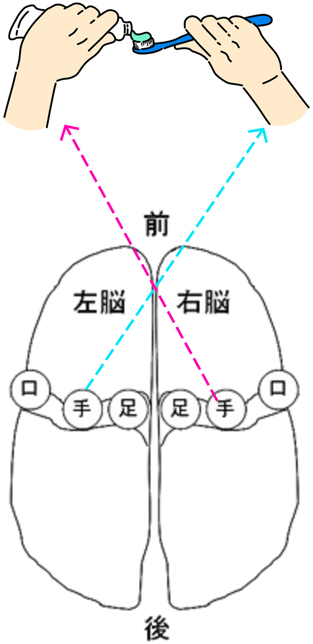 [イラスト] 利き手ではない手の不慣れな動きが、脳への新鮮な刺激となる