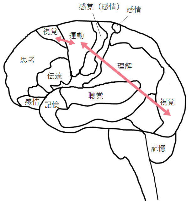 [イラスト] 手先の器用さ、字や絵の上手さは、視覚系と運動系のつながりがポイント