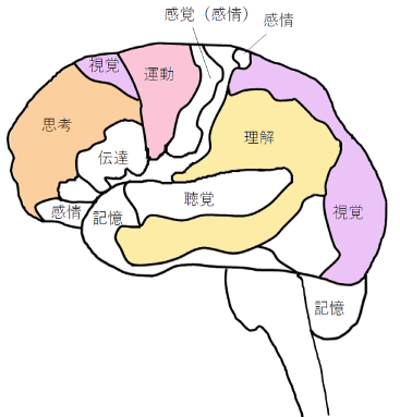 [イラスト] 8つの脳番地：運動系・理解系・視覚系・思考系