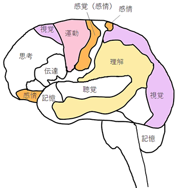 [イラスト] 8つの脳番地：運動系・視覚系・感情系・理解系