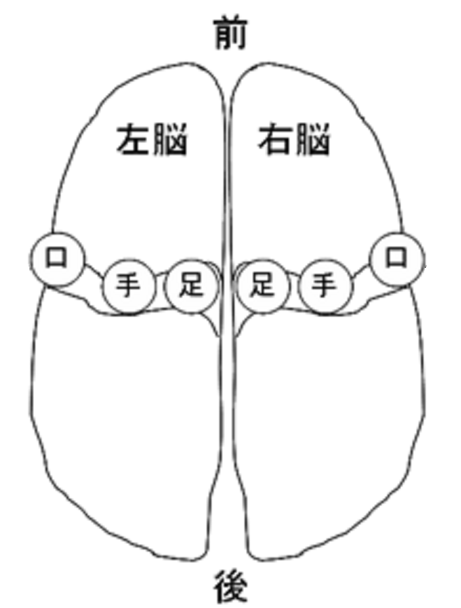 [イラスト] 「言葉」を加えることで、脳のヘアバンド（＝足・手・口の領域）が活性化する