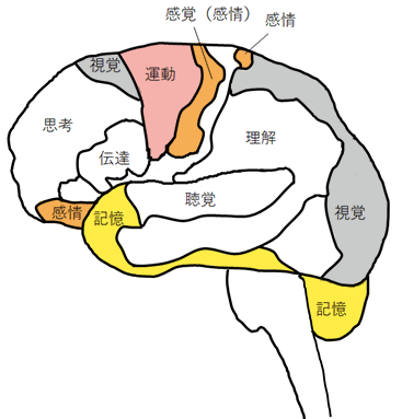[イラスト] 8つの脳番地：運動系・視覚系・記憶系・感情系