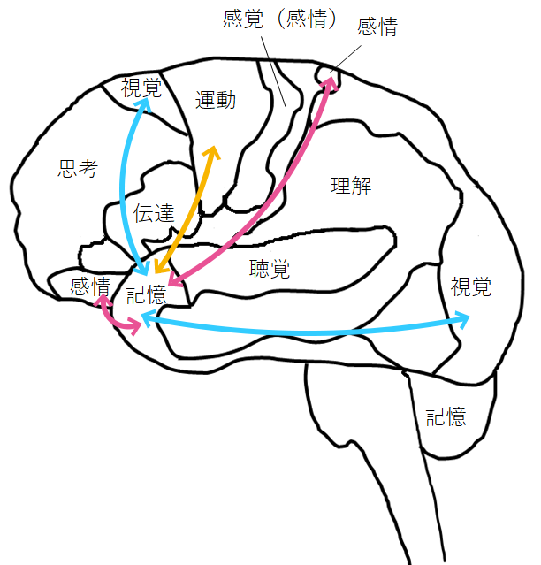 [イラスト] 記憶系脳番地は、「覚える」「思い出す」のほか「時間感覚」にも関わる