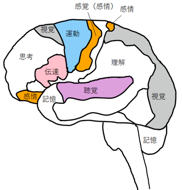 [イラスト] 8つの脳番地：運動系・聴覚系・視覚系・感情系・伝達系