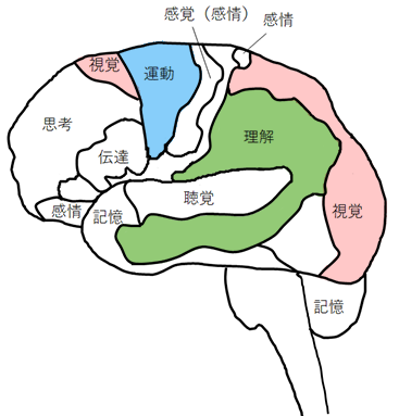 [イラスト] 8つの脳番地：運動系・視覚系・理解系