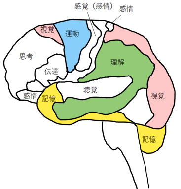 [イラスト] 8つの脳番地：運動系・視覚系・理解系・記憶系